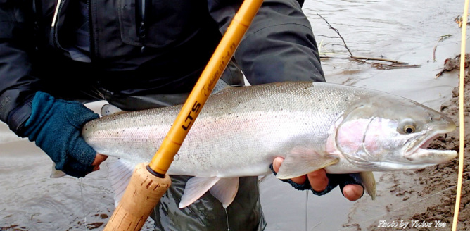 Fly Rods Optimized for Great Lakes Steelhead - Fly Fisherman